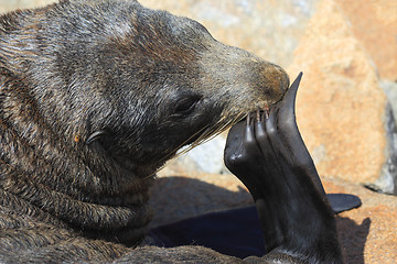 Image showing Australian Fur Seal (Sea Lion)