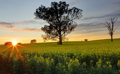 Image showing Morning sunrise over Canola