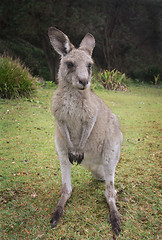 Image showing Kangaroo Macropus giganteus