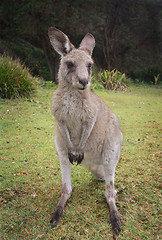 Image showing Kangaroo Macropus giganteus