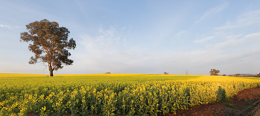Image showing Morning light over Canola Field