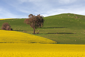 Image showing Agricultural Farmlands