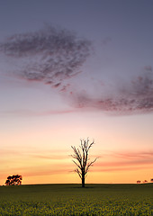 Image showing Dawn skies over Canola field