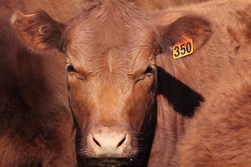 Image showing Shorthorn Cattle