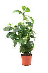 Image showing coffea plant isolated