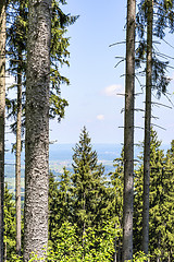 Image showing Trees in Bavaria Alps