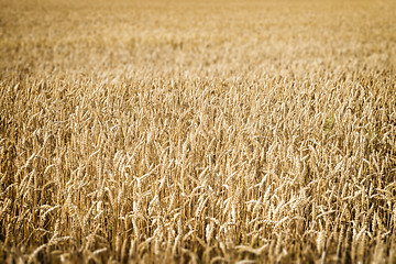 Image showing Wheatfield Franconia