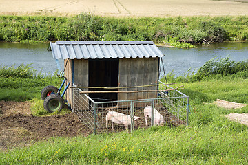 Image showing pigs with shed