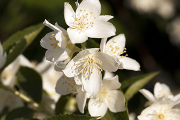 Image showing jasmine flowers  