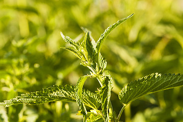 Image showing green nettle  