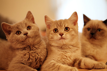 Image showing British kittens  