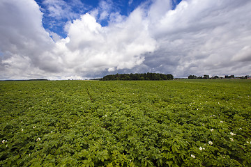 Image showing potatoes  