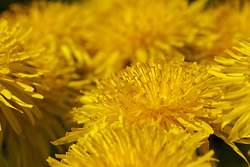 Image showing dandelions  