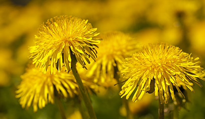 Image showing dandelions  