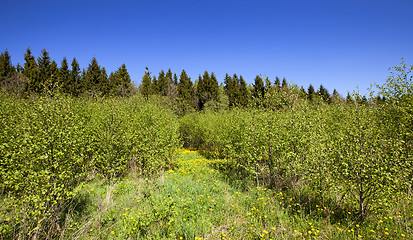 Image showing spring  
