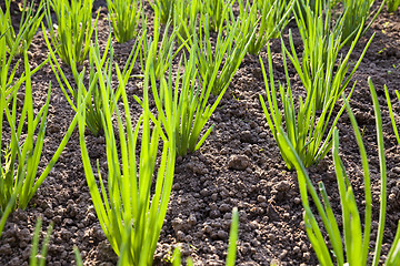 Image showing onions field  