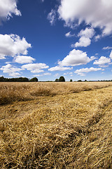 Image showing agriculture  