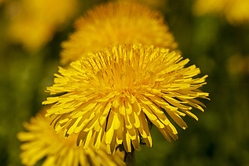 Image showing dandelions  