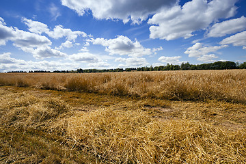 Image showing agriculture  