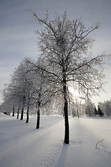 Image showing trees in snow  