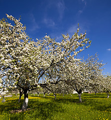 Image showing cherry-tree flowers 