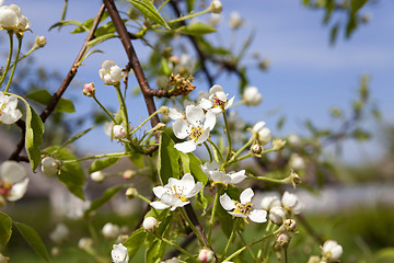 Image showing blossoming trees 