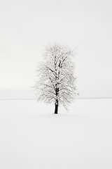 Image showing birch. winter 