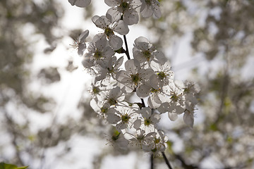 Image showing blossoming trees 