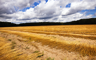 Image showing flax harvest  