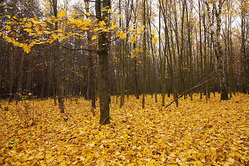 Image showing the autumn wood  