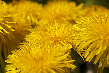 Image showing dandelions  