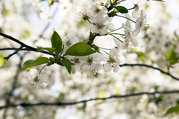 Image showing the blossoming fruit-trees  