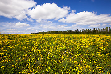 Image showing field with dandelions  
