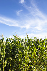 Image showing corn field 