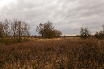 Image showing  dried grass