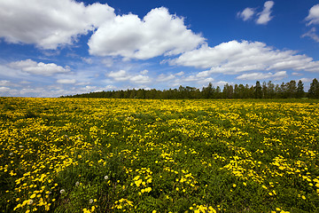 Image showing dandelions 