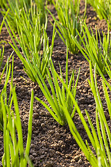 Image showing onions field 