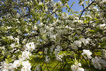 Image showing apple-tree flowers  