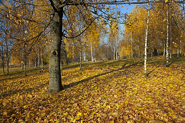 Image showing autumn park 