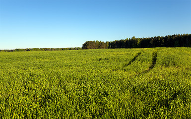 Image showing agricultural field  