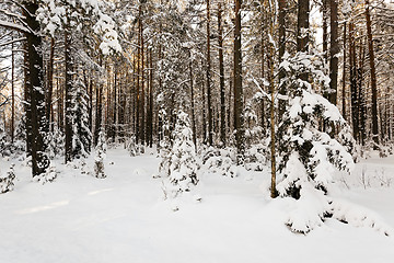 Image showing fir-tree in the winter  