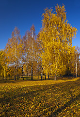 Image showing autumn park  