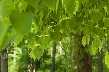 Image showing green foliage  