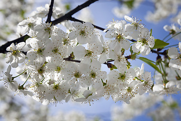 Image showing cherry flower  