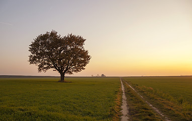 Image showing oak. fall