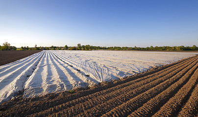 Image showing agriculture 