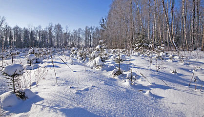 Image showing forest plantation 