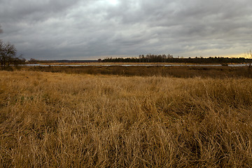 Image showing dried grass