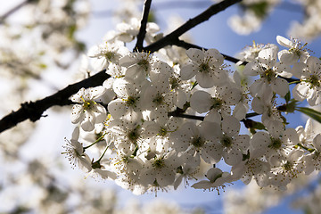 Image showing the blossoming fruit-trees   