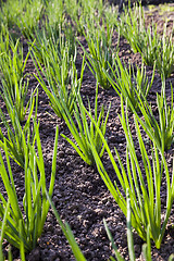Image showing onions field  